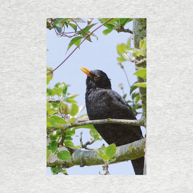 Merle - blackbird   01 (c)(h) by Olao-Olavia / Okaio Créations panasonic fz 200 (1200 mm) mai 2013 by caillaudolivier